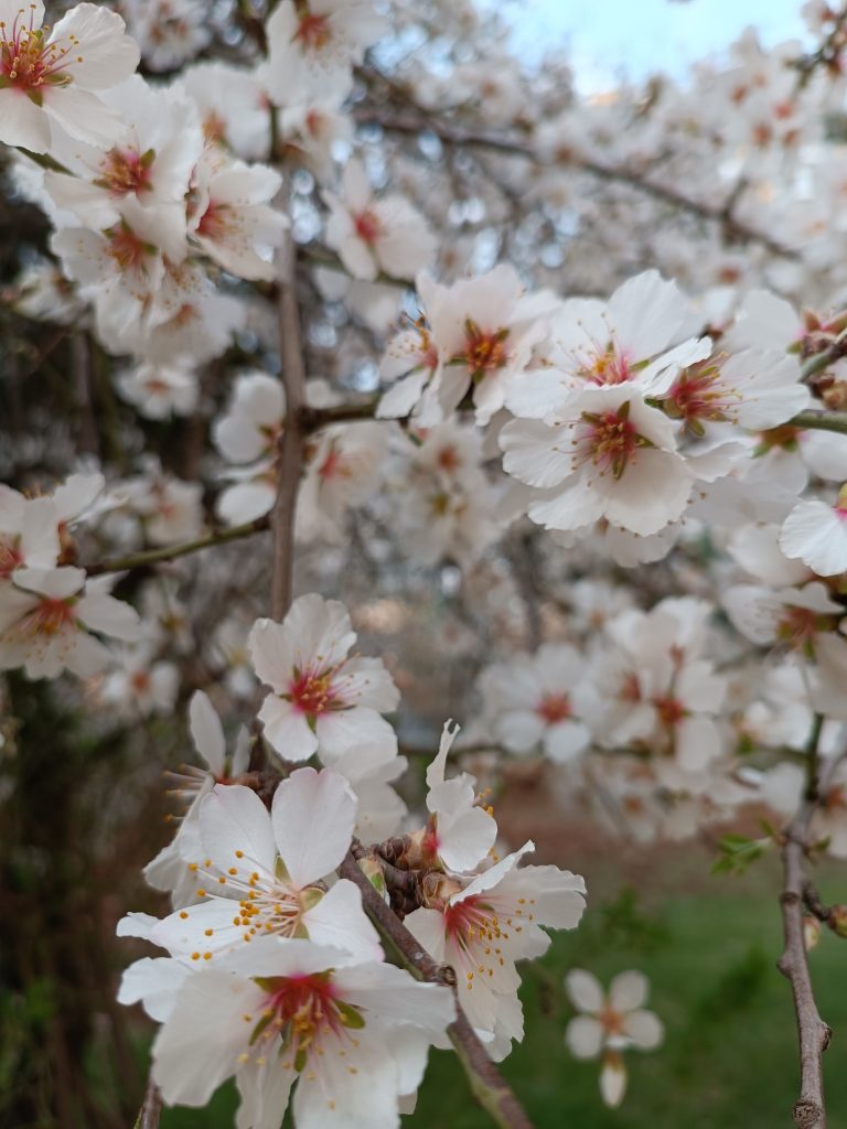 CEHENNEM TABURU