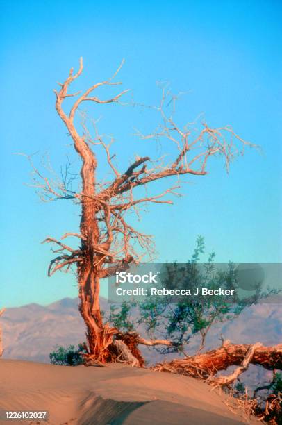 GODOT GELSE DE İSTİFA ETSEM!