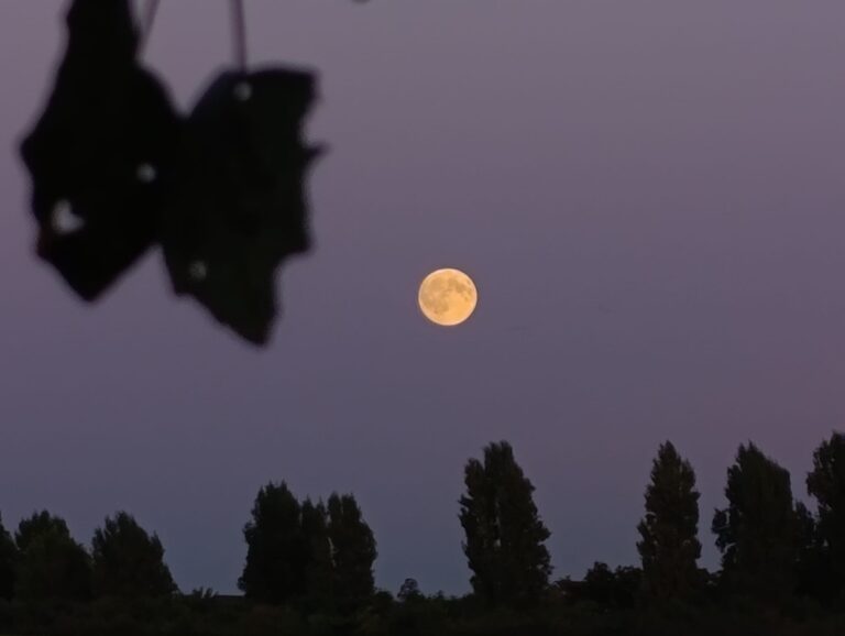 10 November 8:37 PM Ya Da Ant